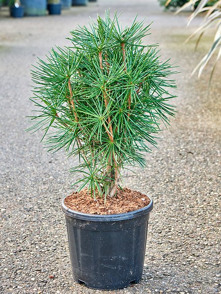 Sciadopitys verticillata (80-90), Pyramide, im 32cm Topf, H�he 85cm, Breite 50cm