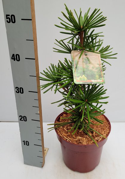 Japanische Schirmtanne 'Green Star'