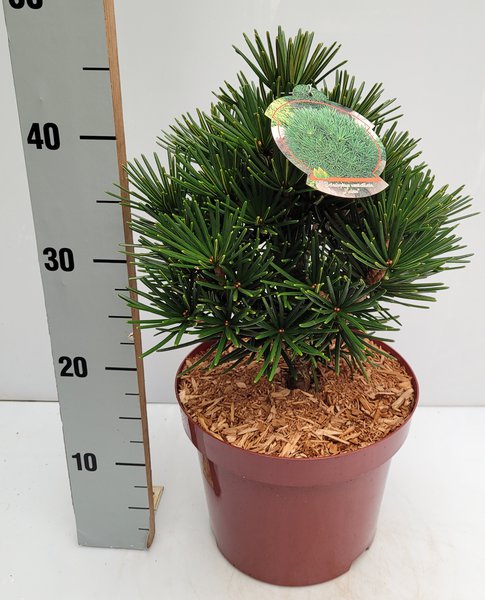 Japanische Schirmtanne 'Kobito'