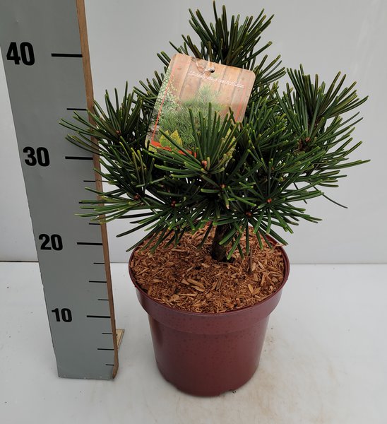 Japanische Schirmtanne 'Picola'