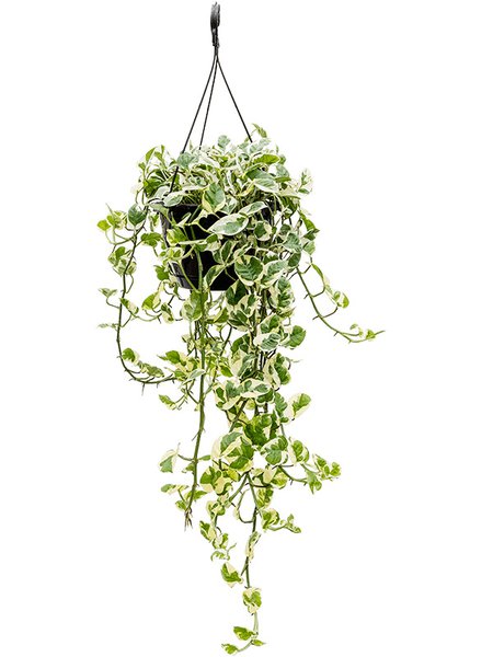 Scindapsus (Epipremnum) 'N'joy', Ampel (40-50), im 22cm Topf, H�he 60cm, Breite 45cm