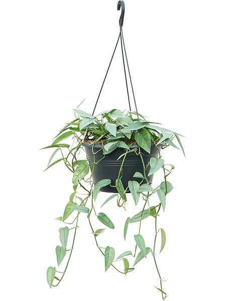 Scindapsus (Epipremnum) Pinnatum 'Cebu Blue', Ampel, im 28cm Topf, H�he 80cm, Breite 50cm
