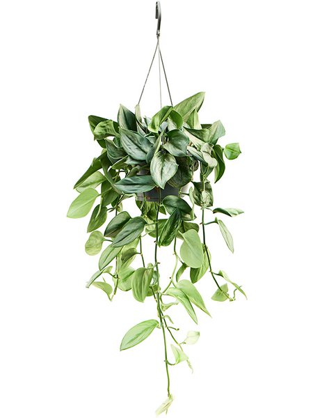 Scindapsus (Epipremnum) 'Treubi Silver', Ampel, im 15cm Topf, H�he 35cm, Breite 30cm