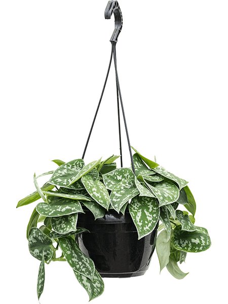 Scindapsus pictus, Ampel, im 16cm Topf, H�he 30cm, Breite 30cm