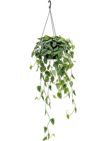 Scindapsus pictus 'Argyraeus', Ranker, im 28cm Topf, H�he 40cm, Breite 45cm