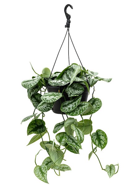 Scindapsus pictus 'Trebie', Ranker, im 28cm Topf, H�he 60cm, Breite 40cm