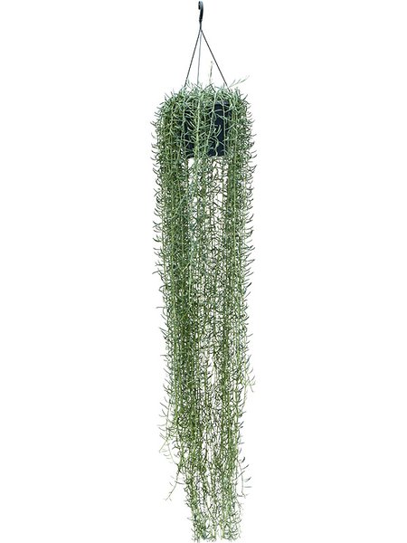 Senecio blue pickle, Ampel, im 25cm Topf, H�he 160cm, Breite 30cm