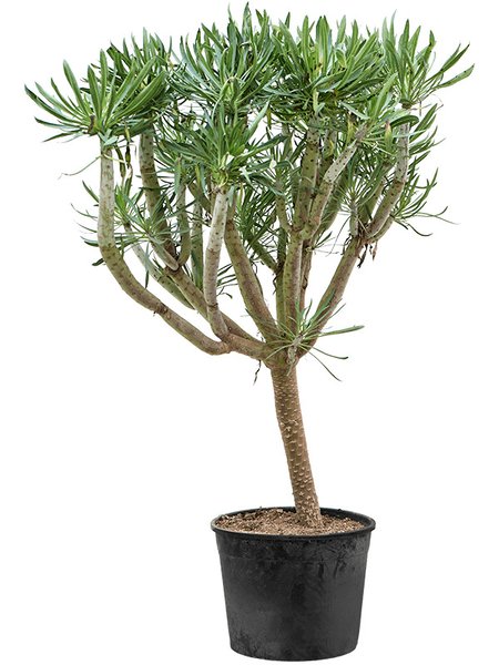 Senecio kleinia, Verzweigt, im 34cm Topf, H�he 130cm, Breite 80cm
