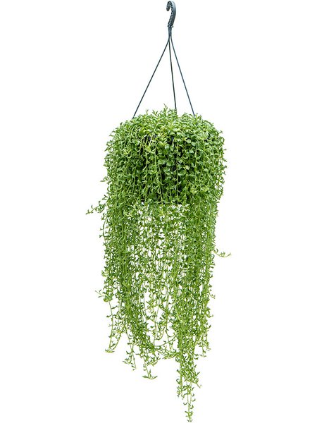Senecio peregrinus, Ampel, im 25cm Topf, H�he 50cm, Breite 30cm