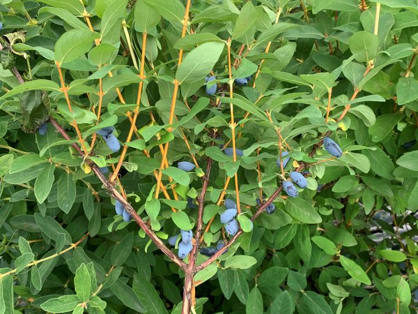Baies de Mai, Erstbeere Lonicera caerulea Cam&eacute;risier Lubera