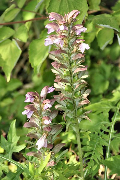 Acanthus mollis B�renklaue