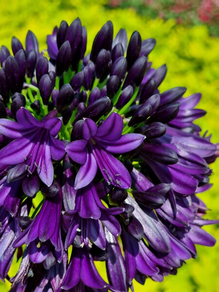 Agapanthus 'Black Jack', Schmucklilie, Stauden