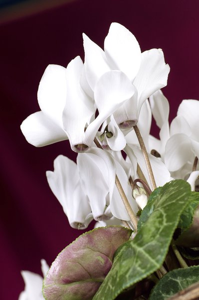 Alpenveilchen Weiss, Cyclamen persicum