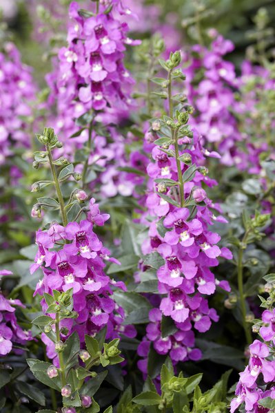 Angelonie Rosa, Angelonia angustifolia