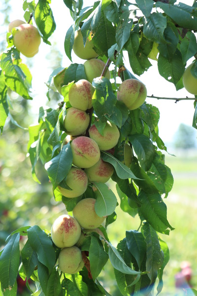 Aromapfirsich Veroma� Pico (Prunus mira-Hybride)