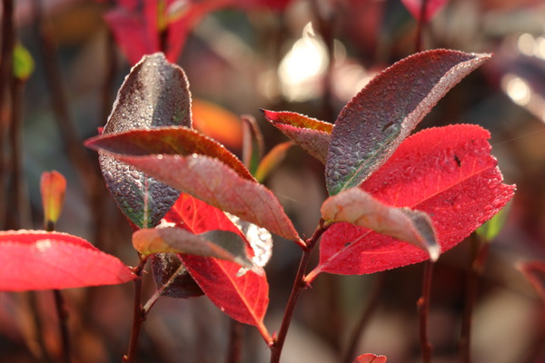 Aronia hugin en automne, colorations automnales