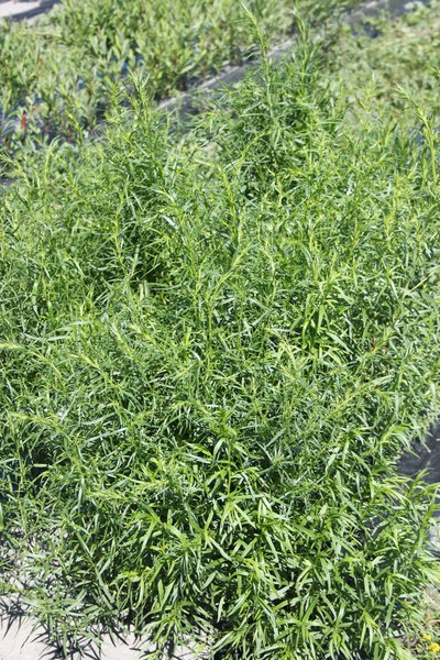 Artemisia dracunculus