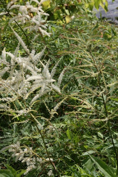 geschlitztbl�ttriger Geissbart, Staude, Aruncus dioicus 'Whirlwind'