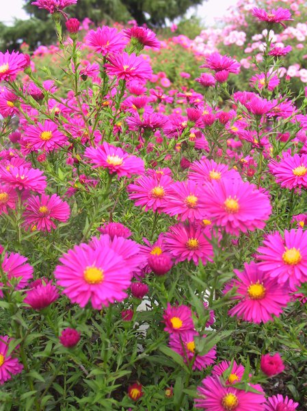 Aster novi-belgii Winston Churchill