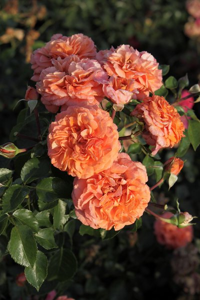 Planter et entretenir les rosiers à fleurs groupées Orangerie de rosiers à fleurs groupées Guide de culture Lubera