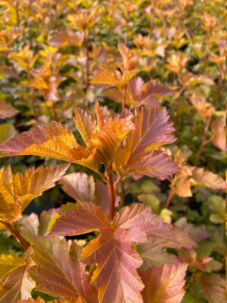 Physocarpus opulifolius 'Amber Jubilee', Blasenspiere 'Amber Jubilee', Hinrichs, XXL Pflanzen