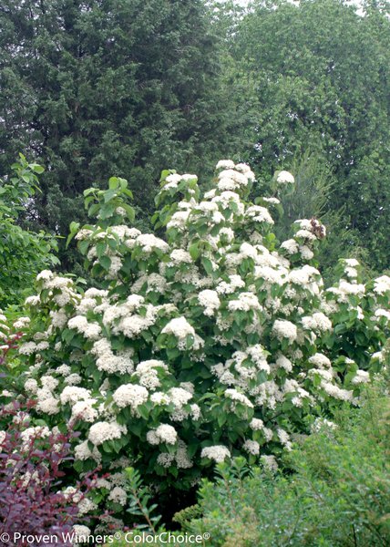 Schneeball 'Cardinal Candy' (Viburnum dilatatum 'Cardinal Candy')