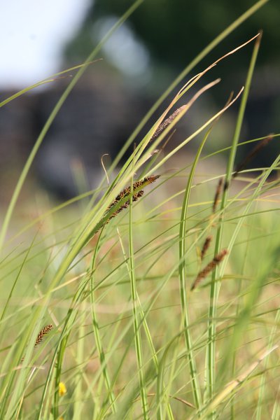 Carex acuta Schlanke Segge