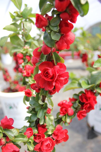 Chaenomeles speciosa 'Scarlet Storm'� Chinesische Zierquitte