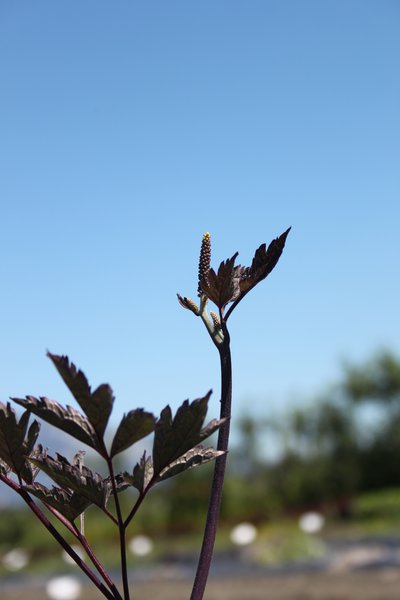 Cimicifuga simplex 'Brunette'