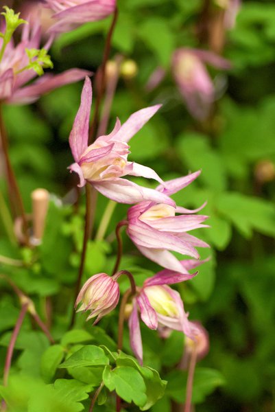 Clematis, Waldrebe 'Pink Flamingo' Clematis alpina 'Pink Flamingo'
