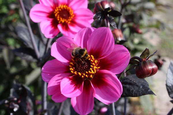 Les dahlias � feuillage fonc�, 'Happy Single Wink', Dahlia, tubercules, oignons