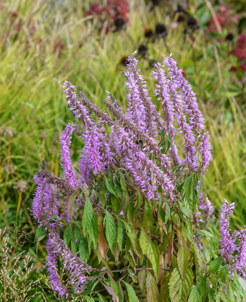 Elsholtzia stauntonii