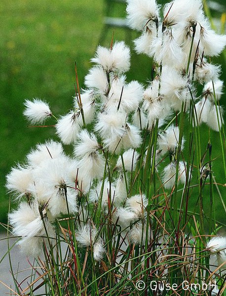 Eriophorum angustifolium, Schmalbl�ttriges Wollgras