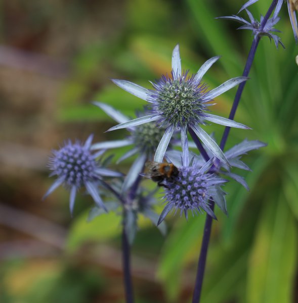 Eryngium planum 'Blaukappe' Lubera