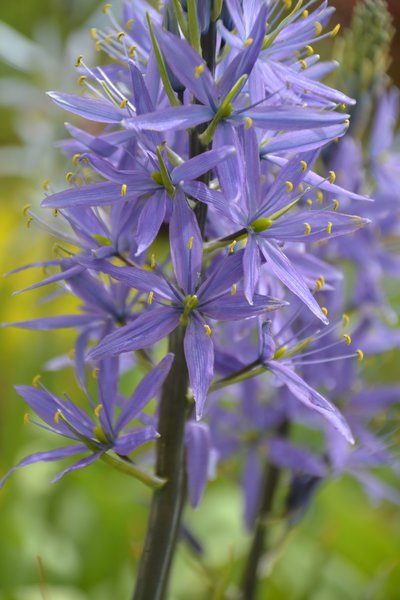 Essbare Pr�rielilie Camassia quamash Indianerkartoffel