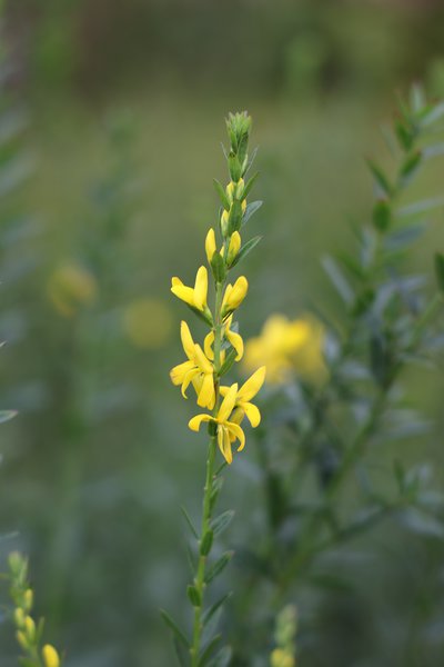 F�rberginster 'Royal Gold' Genista tinctoria 'Royal Gold'