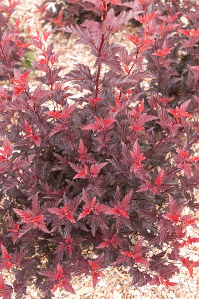Fasanenspiere 'Little Angel', Physocarpus opulifolius