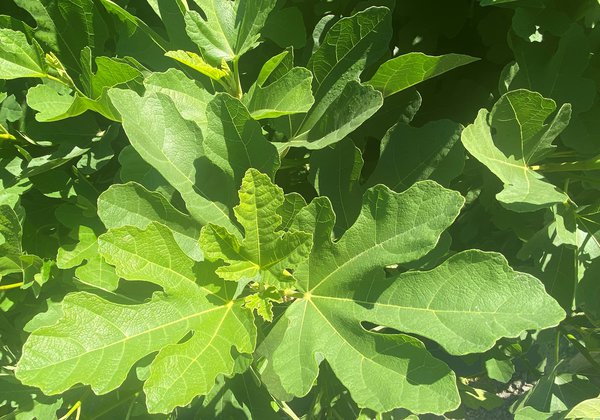 Le figuier ne porte pas de fruits, Ficus carica