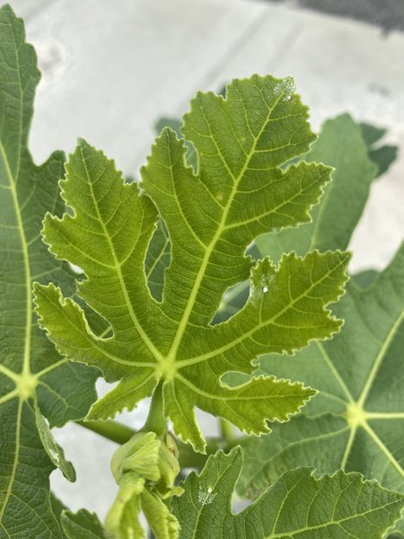 Feigenbaum Figuier Panach�, Ficus carica