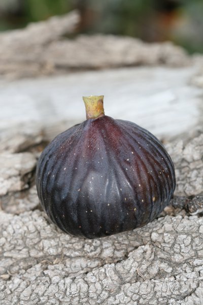 Feigenbaum Gustis� Bellone, Herbstfeige, Ficus carica