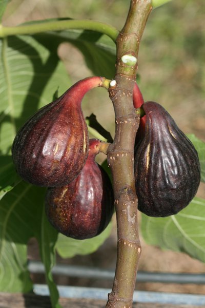 Feigenbaum Gustis� Palmy Bleu Walensee, Ficus carica