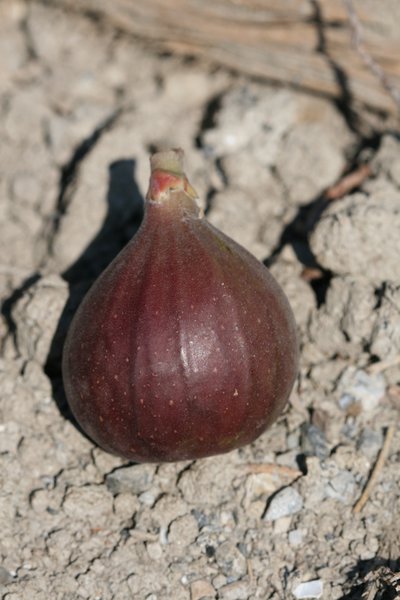 Feigenbaum Gustis� Pitalusse, Ficus carica