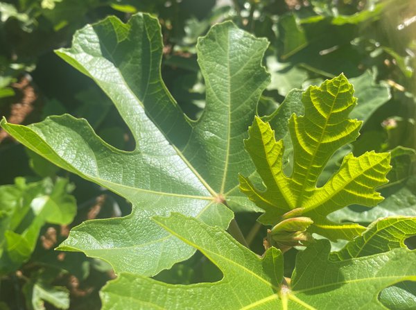 Figuier Gustis&reg; Pitalusse, Ficus carica