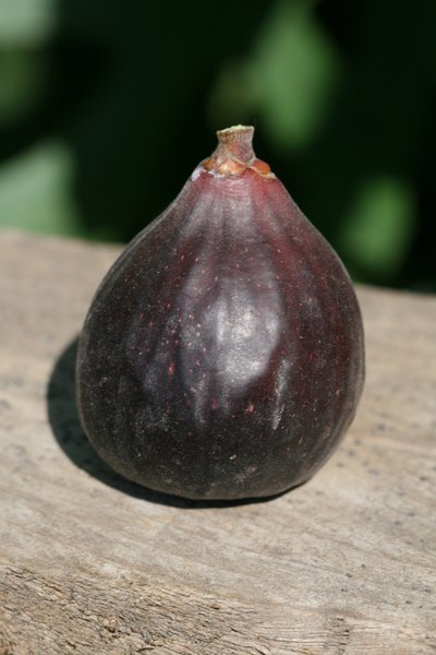Feigenbaum Gustis� Sultane, Ficus carica