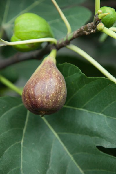 Feigenbaum Gustis� Violetta Portughese, Herbstfeige, Ficus carica