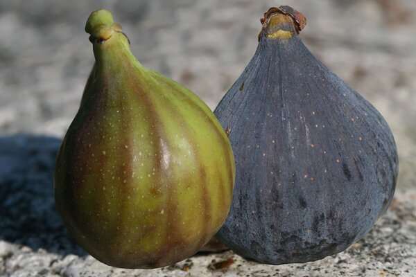 Figuier Rosso Striato Toscana