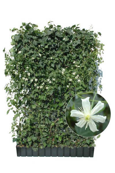 Hecke am laufenden Meter�, Fertighecke mit Clematis Weiss, 120 x 180 cm
