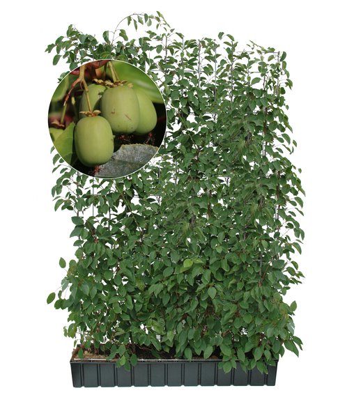 Hecke am laufenden Meter�, Fertighecke Fruchthecke Minikiwi 'Geneva', Actinidia arguta, 120x180cm