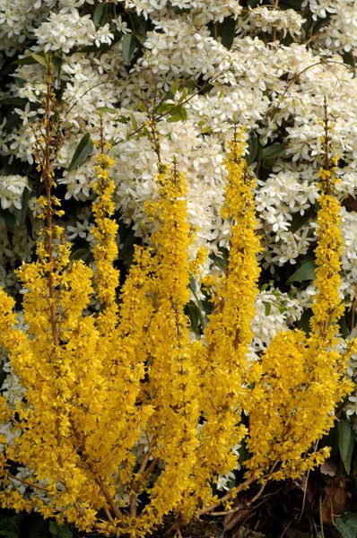Forsythie, Goldgl�ckchen 'Mikador'�, Forsythia intermdia 'Mikador'�