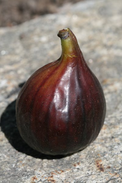 Fruchtfeige Columbaro Nero Lubera